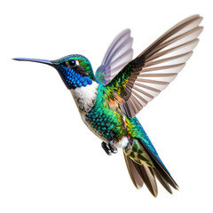 Obraz premium Beautiful Hummingbird in Flight isolated on white and transparent background.