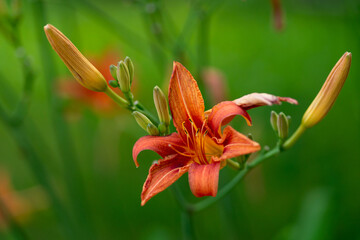 Curved orange daylily petals surround upright stamens, framed by clustered buds and a blurred green...