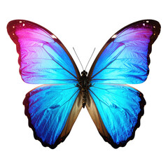 Fototapeta premium butterfly isolated on white and transparent background.