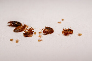 Dead bedbugs