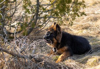 Playful German Shepherd Puppy Chewing a Stick Outdoors