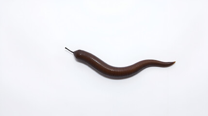 Earth worm isolated on white background.