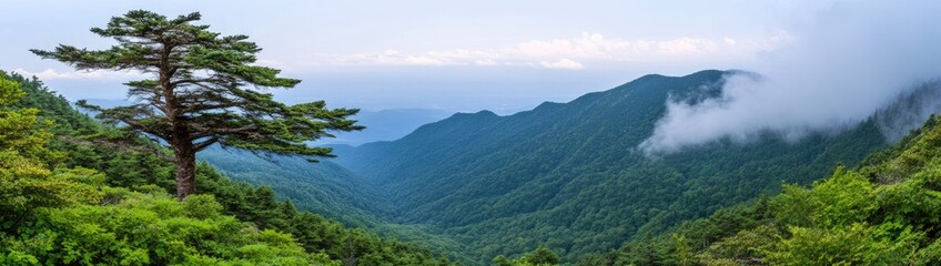 Majestic lone pine tree on a verdant hillside overlooking a misty mountain valley
