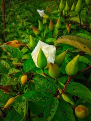 rose in the garden