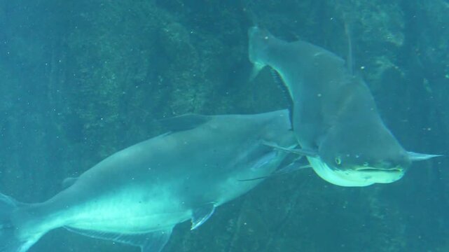 massive mekong giant catfish swimming in freshwater river habitat showing smooth body powerful fins and calm natural presence