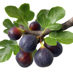 Ripe figs on a branch isolated on transparent background