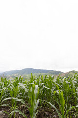Corn fields on the mountain, agricultural plant growth
