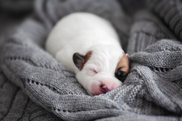 Newborn Puppy is lying on white blanket