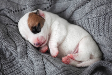 Newborn Puppy is lying on white blanket
