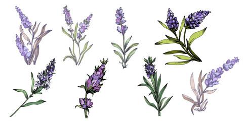 Lavender wildflower floral botanical flowers. Isolated wildflowers illustration element. Elements of design for greeting cards on white background in retro style, provence concept.