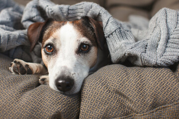 Dog lying under blanket