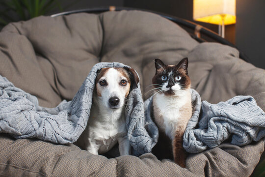 Dog and cat lying under blanket - Powered by Adobe