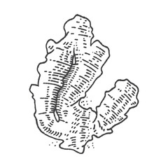 Ginger with leaves in vintage engraving style. Sliced ginger root. Vector Hand Drawn. Sketch Botanical Illustration. Eco healthy food. Superfood. Menu design, restaurant, shop.