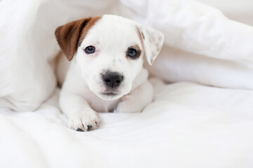 Puppy lies in a white bed under a blanket