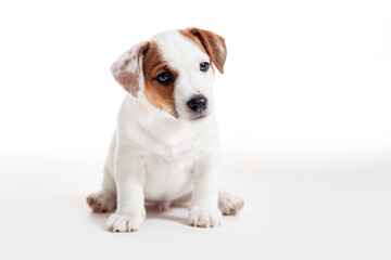 Puppy Isolated on white background