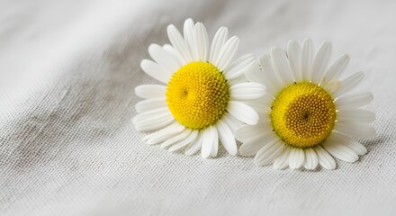 Simple Serenity: A Pair of Pristine White and Yellow Daisies Resting on a Soft, Textured Linen Background, Capturing a Feeling of Gentle Calm and Purity.