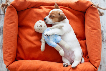 Cute Puppy Sleeping in orange dog's bed