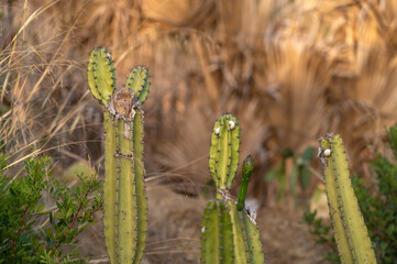 Escargots sur des cactus