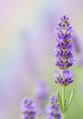 Close-up of Fragrant Lavender Flower Spike in Bloom