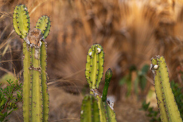 Escargots sur des cactus