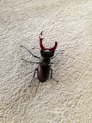 Stag beetle with broken horn on gray cement surface. Insect, wildlife. Close-up. Copy space. Top view.