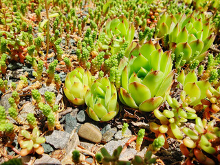 Succulent plants, cactus, Stone rose in flower bed in botanical garden. Beauty in nature. Close-up. Selective focus.