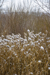 Snow - covered dry thickets of coastal reeds against background of winter gray sky. Pampas grass, beauty in nature, outdoor. Copy space. Vertical photo. Selective focus.