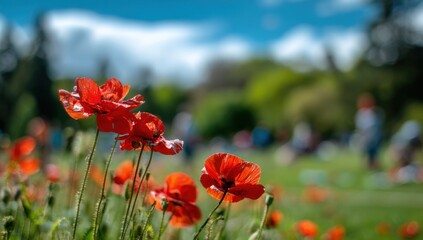Fototapeta premium Vibrant Backlit Poppies Glowing in a Dreamy, Soft-Focus Summer Park