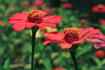 zinnia flower blooms in the garden.zinnia flower has pink petal. zinnia flower have latin named zinnia elegant. zinnia elegant flower from asteraceae family