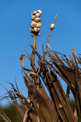 Escargots regroupés sur des brindilles 