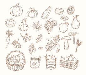 Vector doodle set of harvest fruits, vegetables, leaves, berries, honey, basket, and crates. Minimal brown line art for eco packaging, prints, and autumn designs