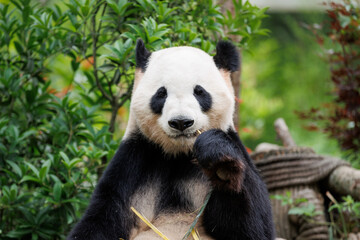 Giant panda eat bamboo in chengdu, china