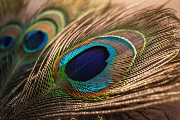 Peacock feather eye detail under natural sunlight