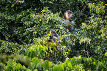 Red-shanked Douc Langur - Pygathrix nemaeus, beautiful unique colored primate endemic to tropical forests of Southeast Asia, Son Tra, Vietnam.