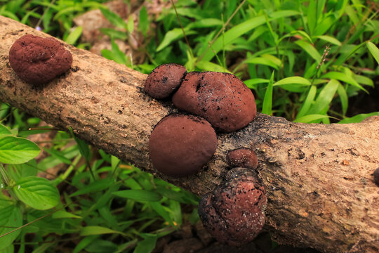 coal mushroom has botanical named daldinia concentrica. coal fungus from hypoxylaceae of popular cramps balls mushroom. coal mushroom has black and brown color. fungi grow on dead tree