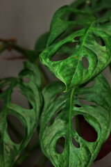 menstera adansonii plant with popular name  Swiss Cheese Vine has green leaves.  Swiss Cheese Vine plant has unique hole on leaves. Swiss Cheese Vine has the Latin name menstera adansonii