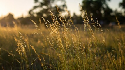 Obraz premium Sunlit meadow with tall swaying grass, capturing golden hour's joyful atmosphere.