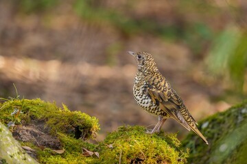 苔むした岩の上でのんびりくつろぐトラツグミ