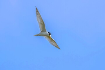 青空バックに獲物を探しながら飛ぶコアジサシの飛翔シーン