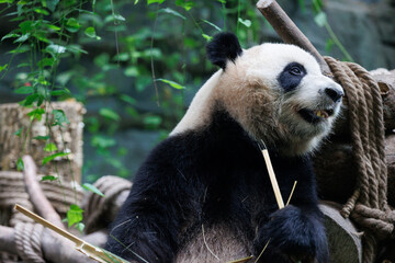 Obraz premium Giant panda eat bamboo in chengdu, china