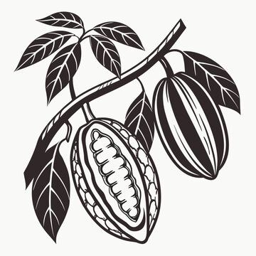 vector illustration of icaco