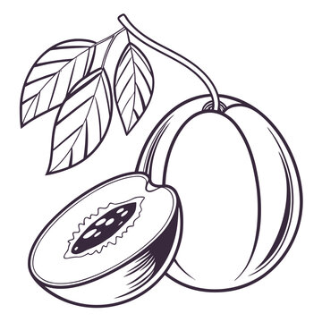 icaco with leaves
