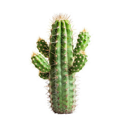 Naklejka premium Single, vibrant green cactus with off-white spines