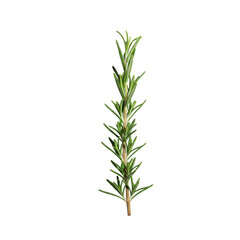 Obraz premium Rosemary herb plant isolated on transparent background