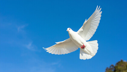 Dove flying in blue sky symbolizing International Day of Peace and harmony
