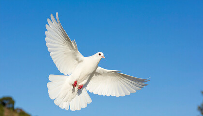 White Dove Flying Freely in Blue Sky: Symbol of International Day of Peace and Harmony