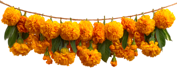 String of marigold garlands hanging, isolated on white Onam, Pongal, Diwali festive decor, hanging flowers, decoration