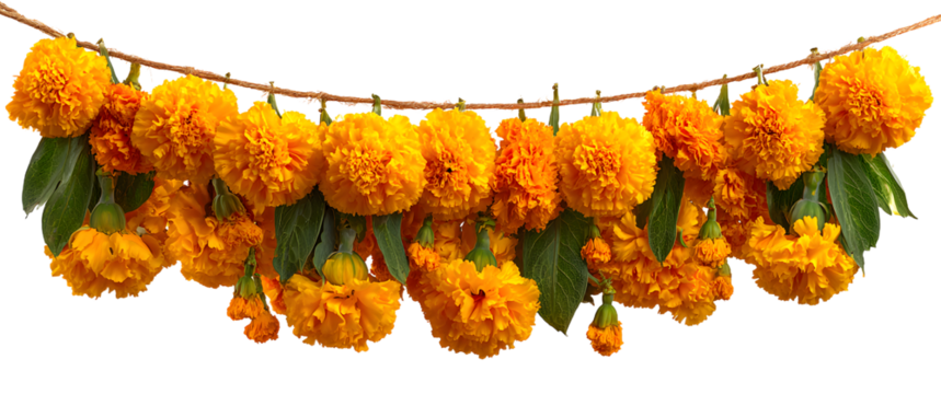 String of marigold garlands hanging, isolated on white Onam, Pongal, Diwali festive decor, hanging flowers, decoration