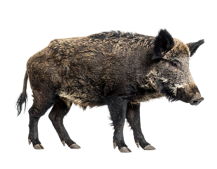 Wild Boar Isolated on White