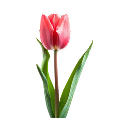 Naklejka premium Single pink tulip close-up